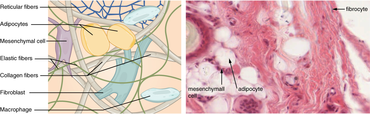 Connective tissue cell types including fibroblasts, macrophages, mast cells, and plasma cells