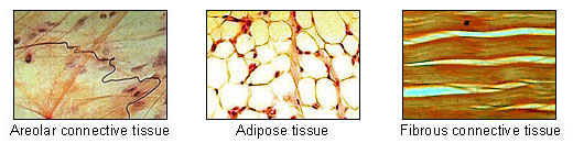 Types of connective tissue including loose areolar, dense regular, and dense irregular