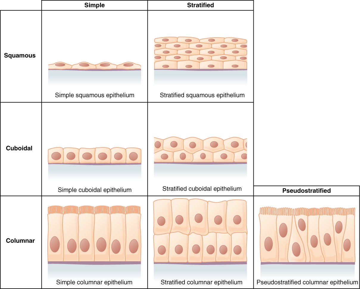 Classification of epithelial tissue types showing simple and stratified forms