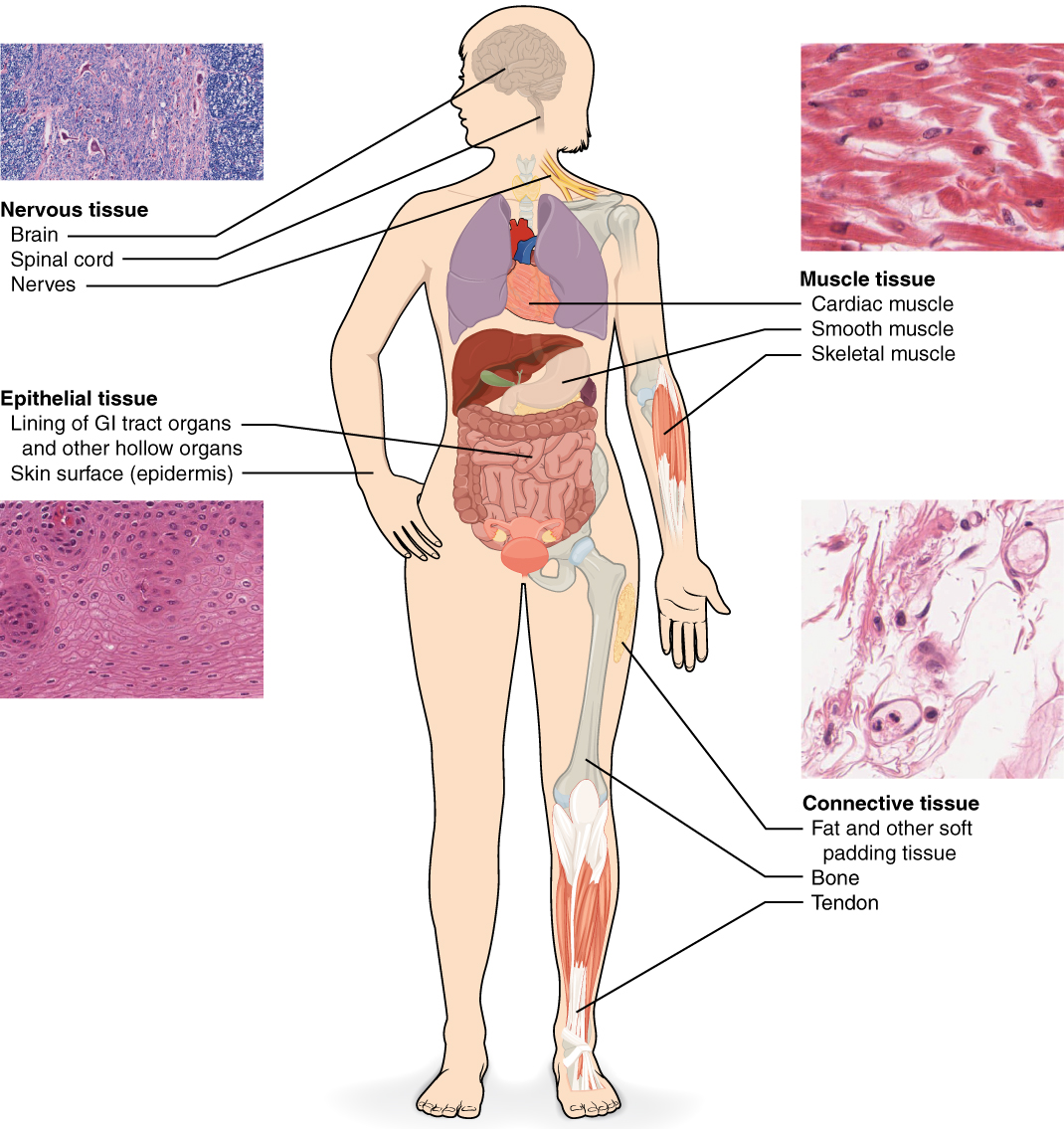 Overview diagram showing the four fundamental tissue types: epithelial, connective, muscle, and nervous tissue