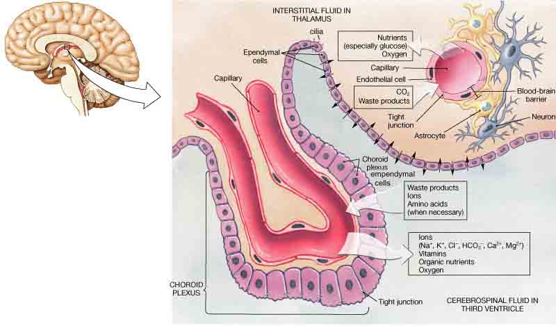 CNS glial cells including astrocytes, oligodendrocytes, microglia, and ependymal cells