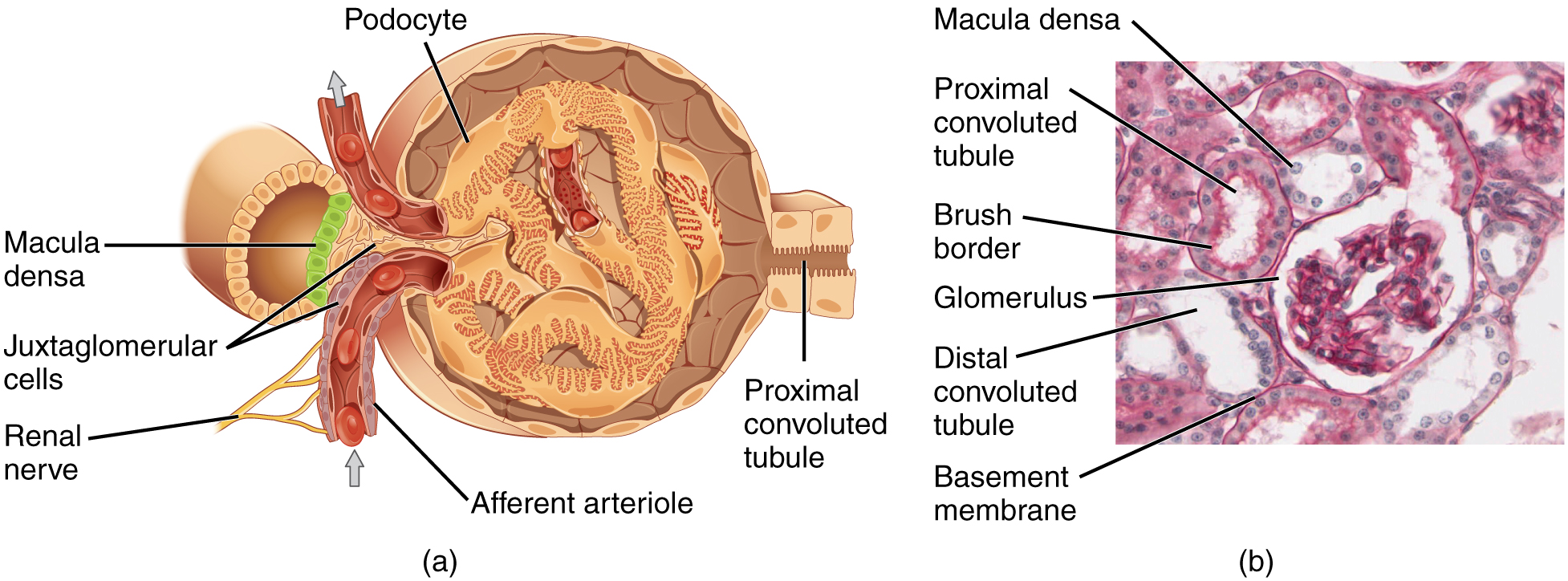 Kidney glomerulus and juxtaglomerular apparatus histology