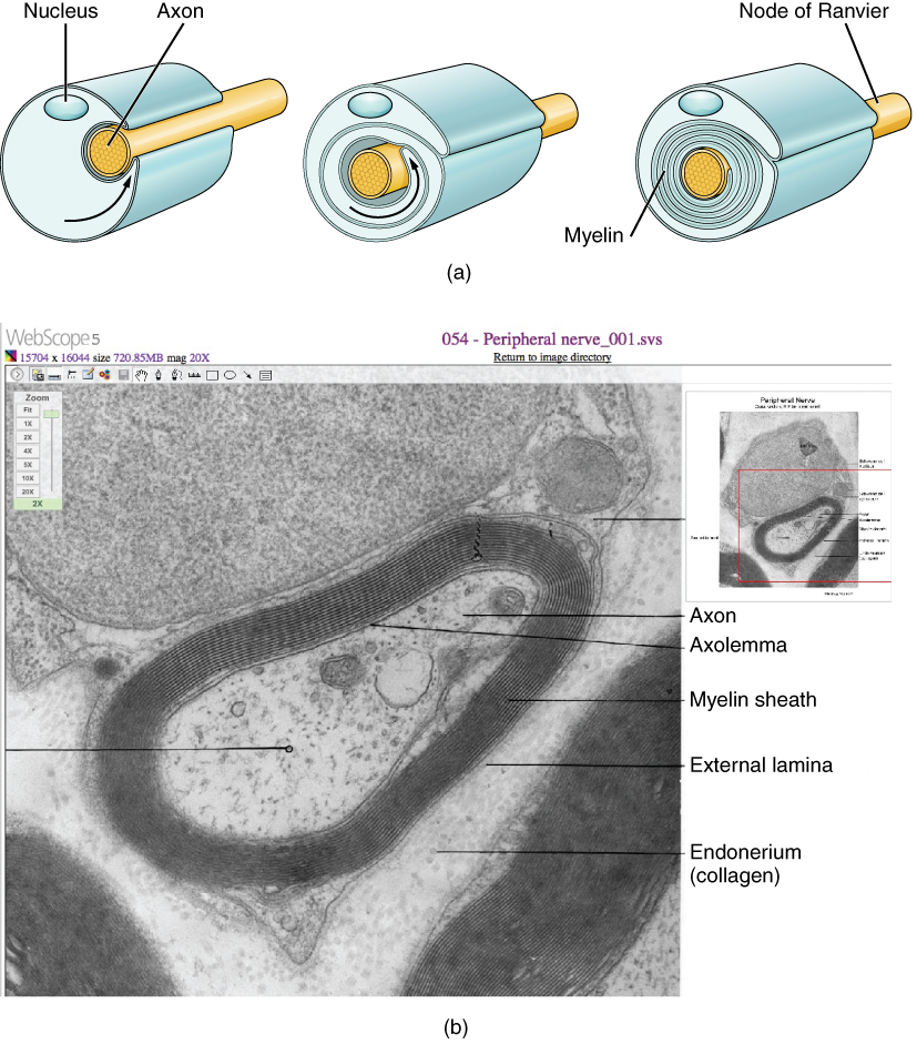 Myelination process by oligodendrocytes in CNS and Schwann cells in PNS