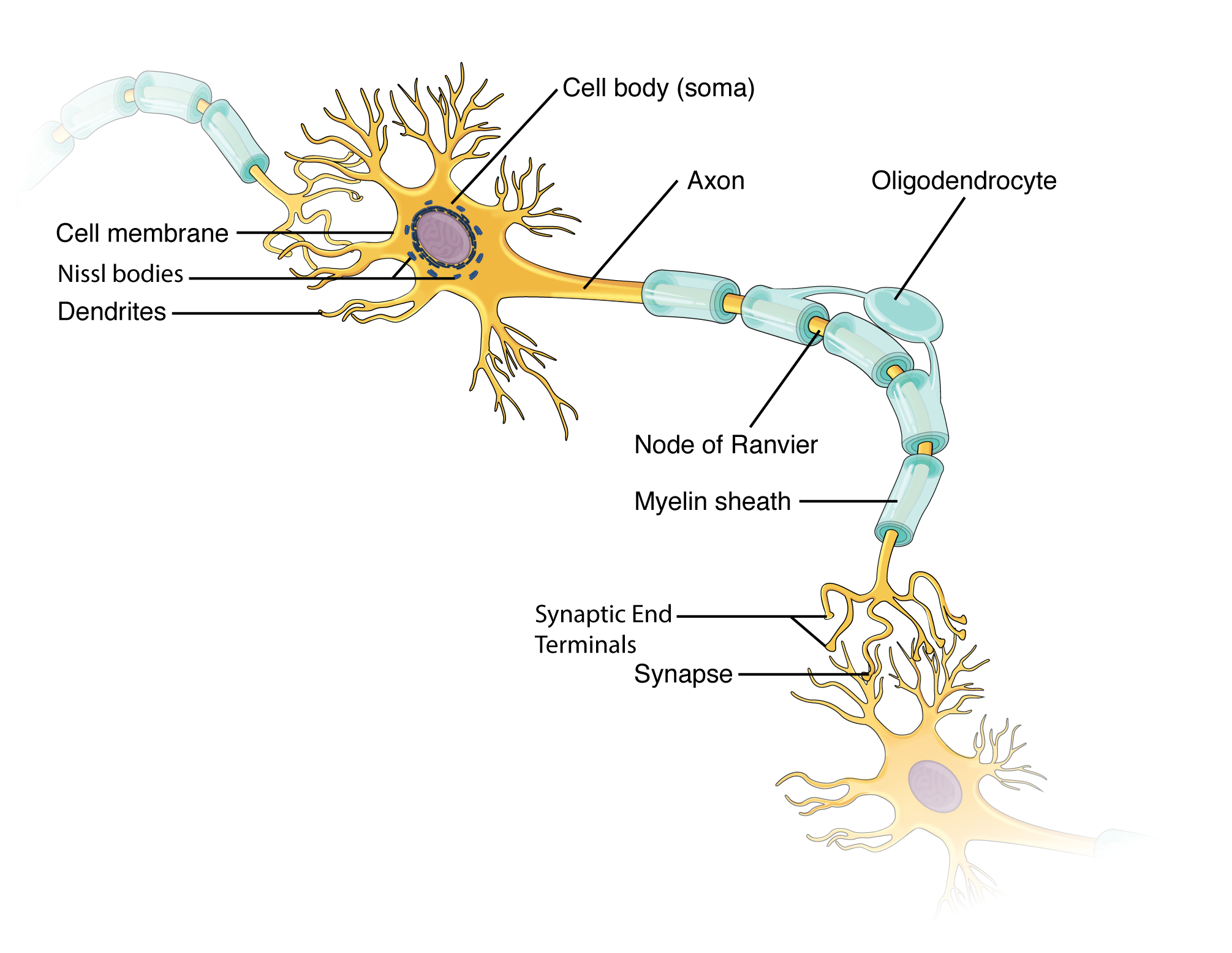 Multipolar neuron anatomy showing cell body, dendrites, axon, and myelin sheath