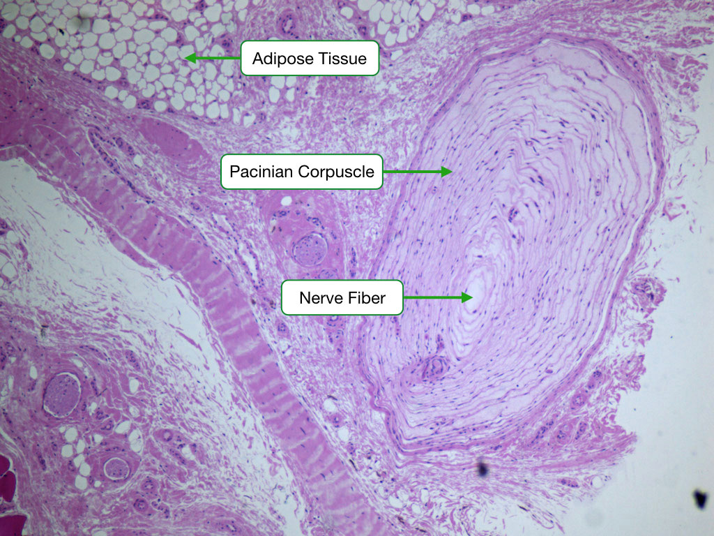 Pacinian corpuscle histology showing concentric lamellae