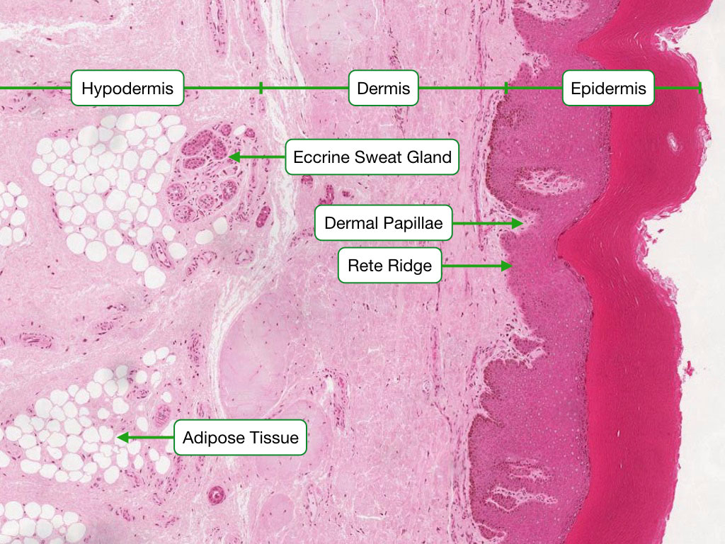 Skin histology showing epidermis, dermis, and hypodermis layers in H&E stain