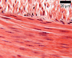 Smooth muscle histology showing longitudinal and transverse sections