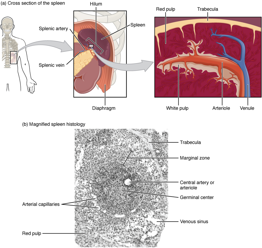 Spleen histology showing white pulp, red pulp, and marginal zone