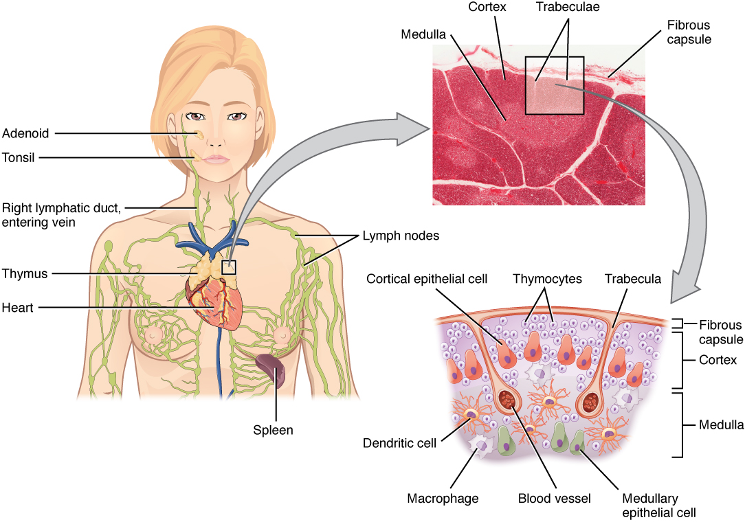 Thymus histology showing cortex, medulla, and Hassall corpuscles