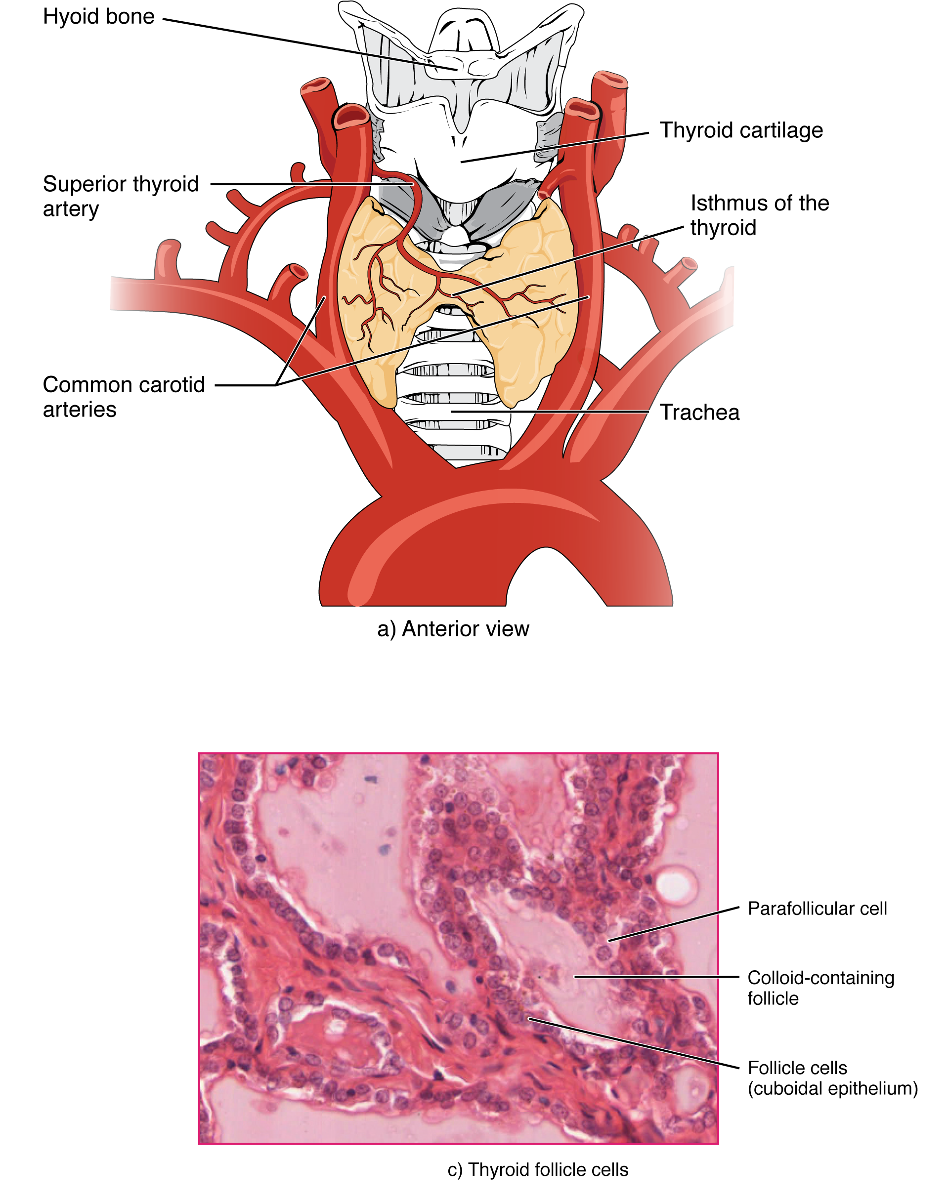 Thyroid gland histology showing colloid-filled follicles and parafollicular C cells