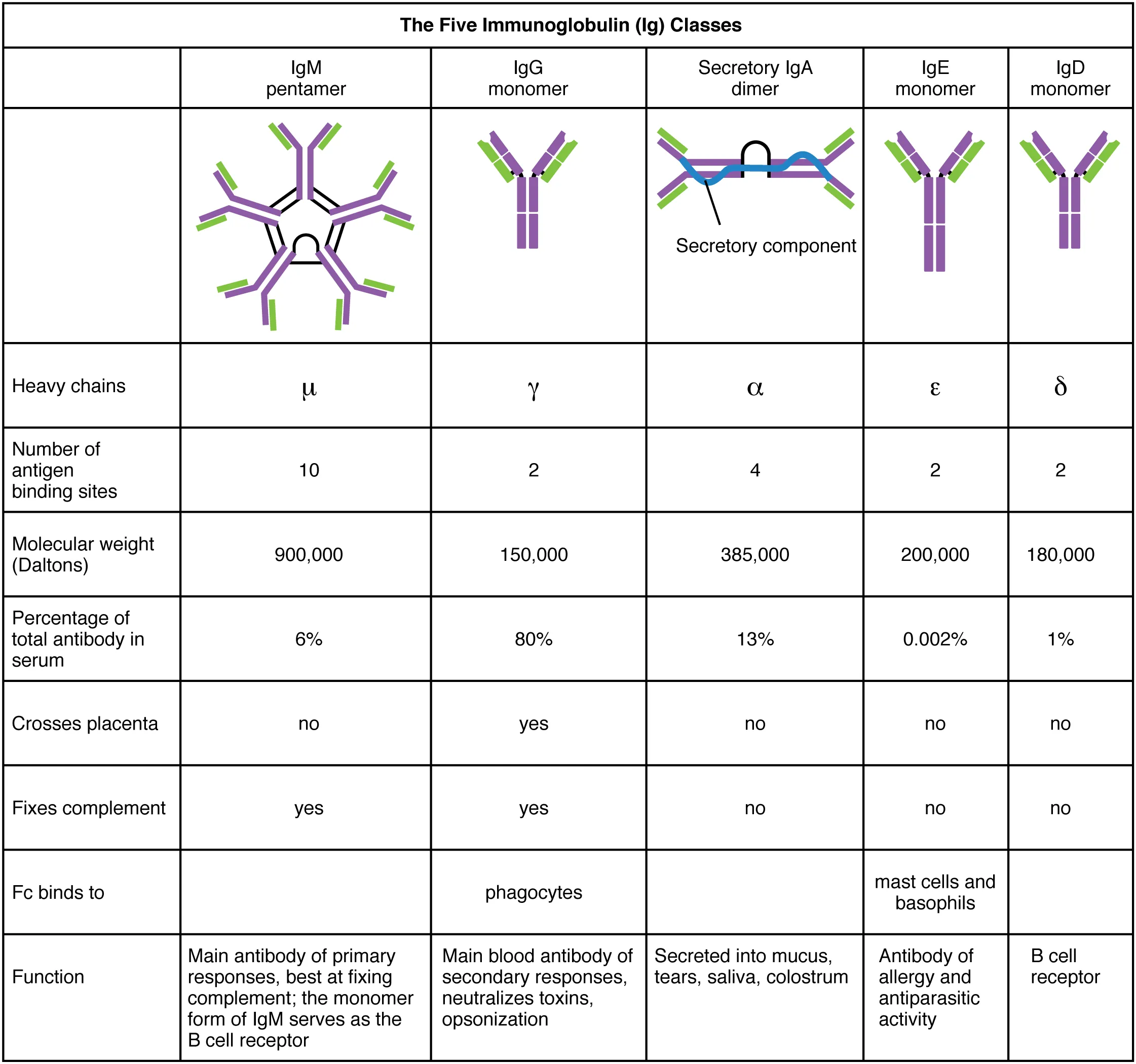 Five classes of immunoglobulins: IgG, IgA, IgM, IgE, and IgD showing their structures