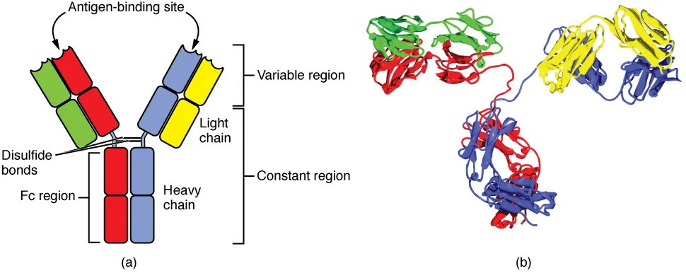 Immunoglobulin structure showing heavy chains, light chains, Fab and Fc regions