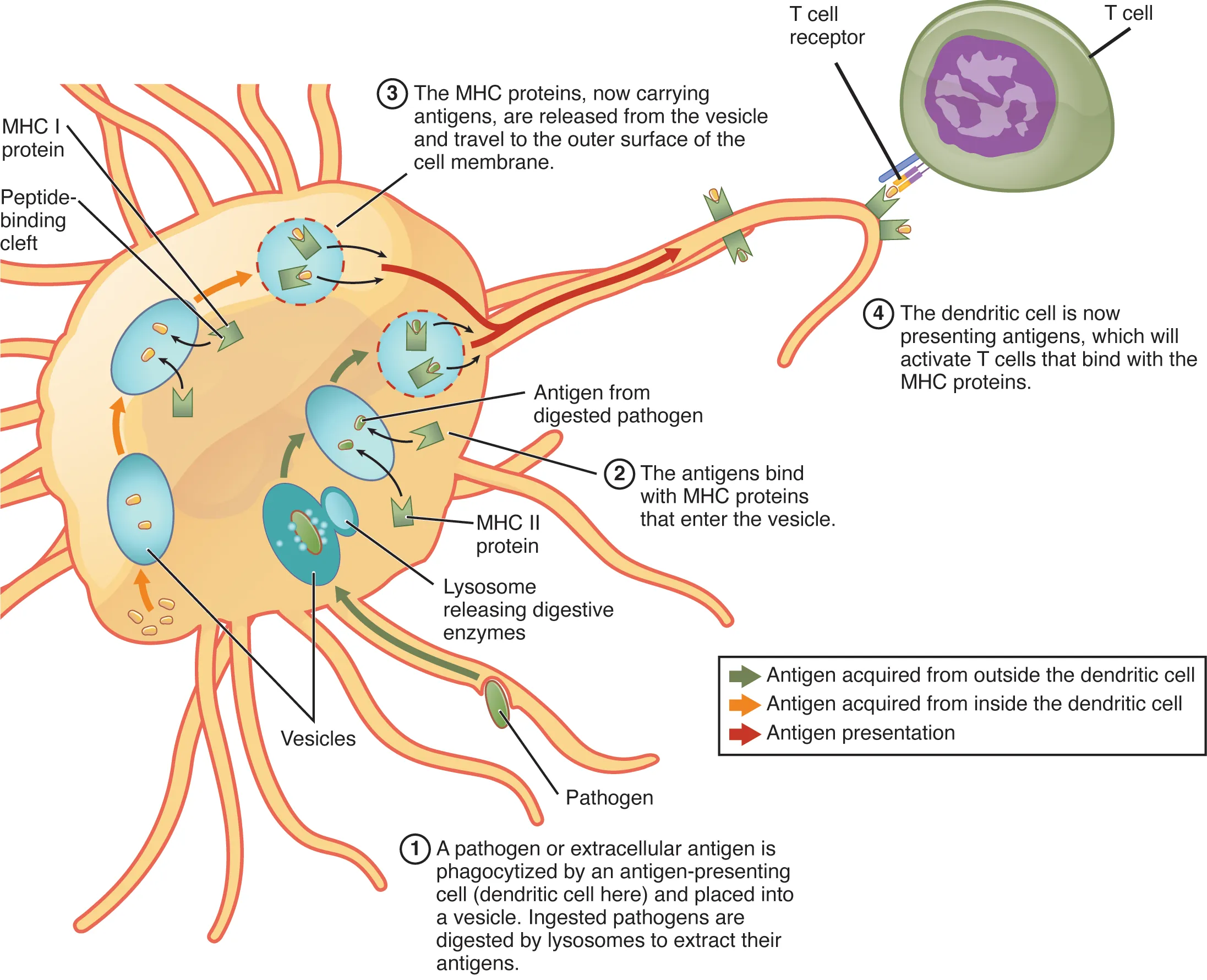 MHC class I and class II antigen processing and presentation pathways