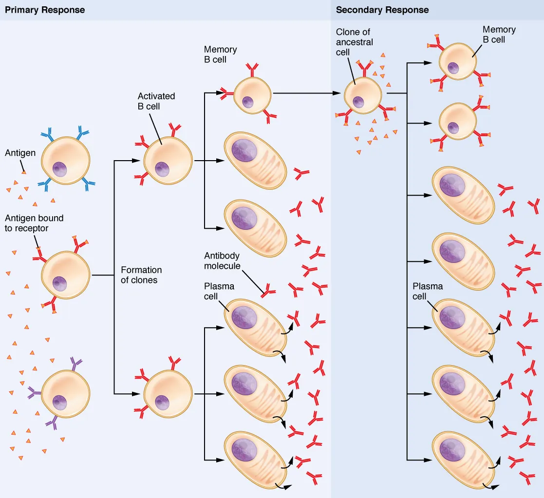 B-cell clonal selection, activation, and differentiation into plasma cells and memory cells