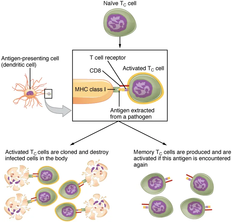 Clonal selection and expansion of T lymphocytes