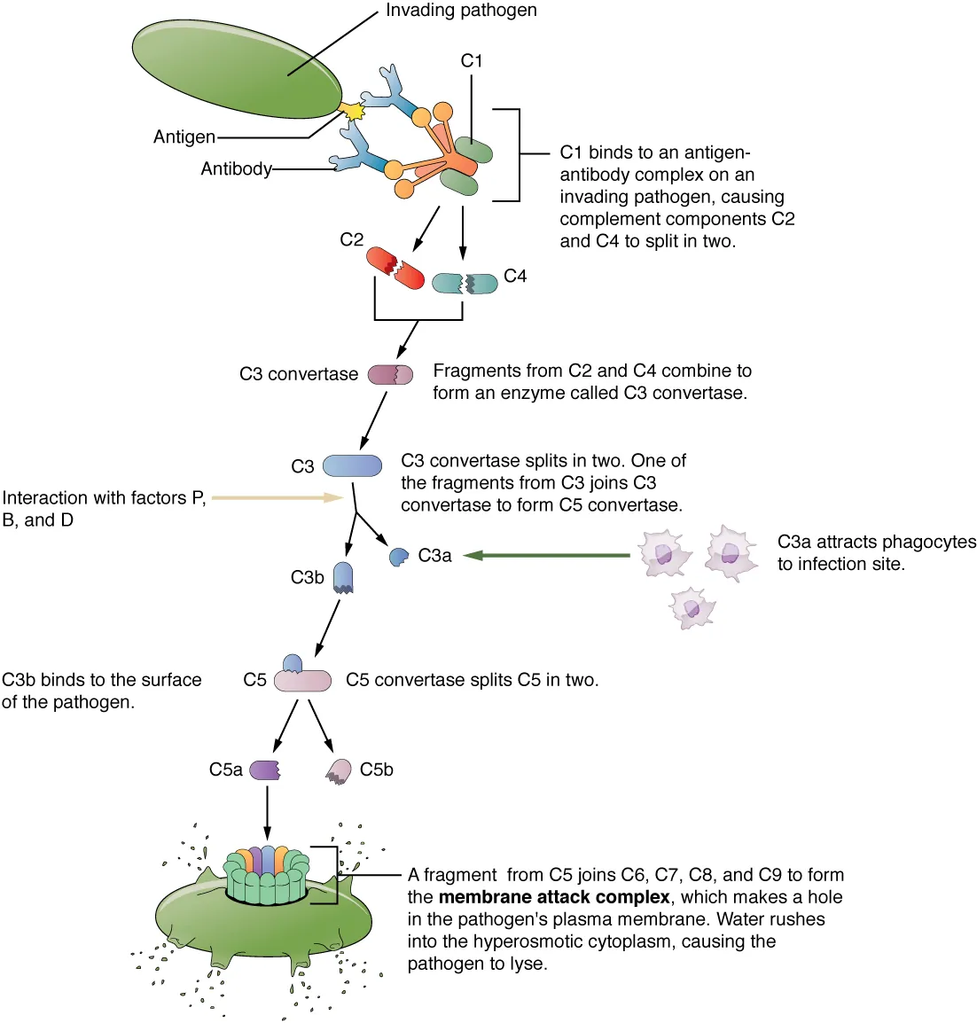 Complement cascade showing classical, lectin, and alternative pathways converging at C3