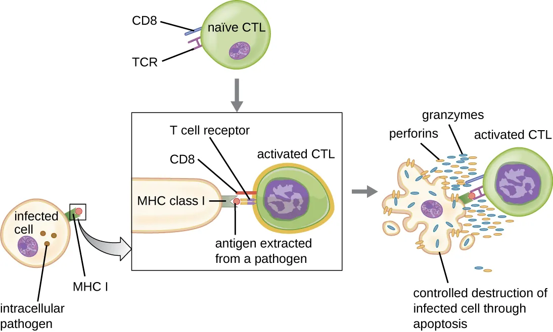 CD8+ cytotoxic T cell killing a target cell via perforin and granzyme pathway