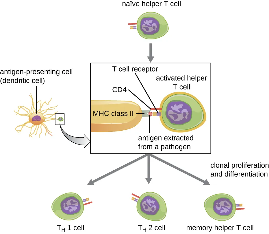 Helper T cell activation showing three-signal model with TCR, co-stimulation, and cytokines