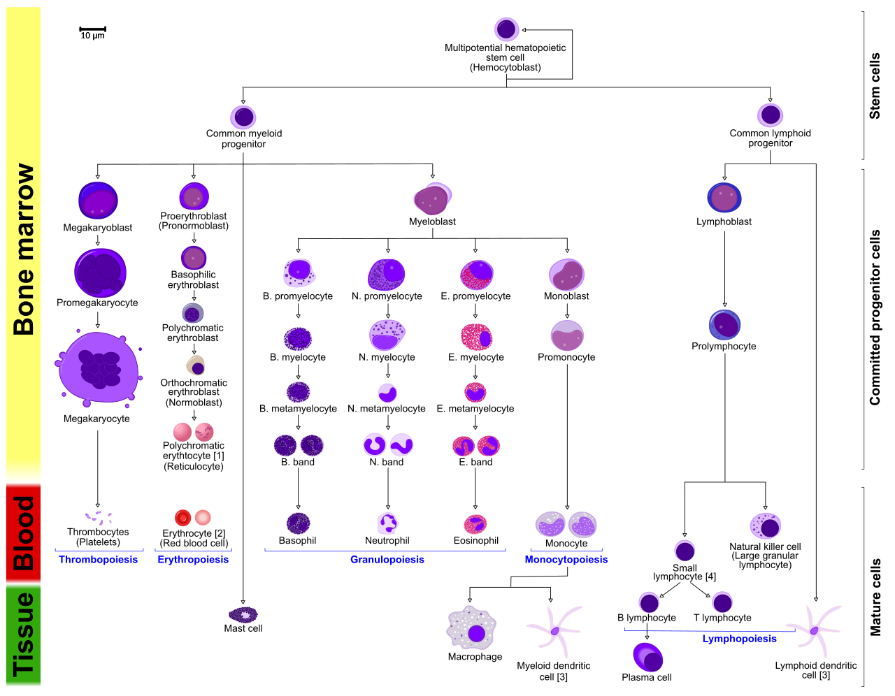 Hematopoiesis diagram showing differentiation of immune cells from hematopoietic stem cells