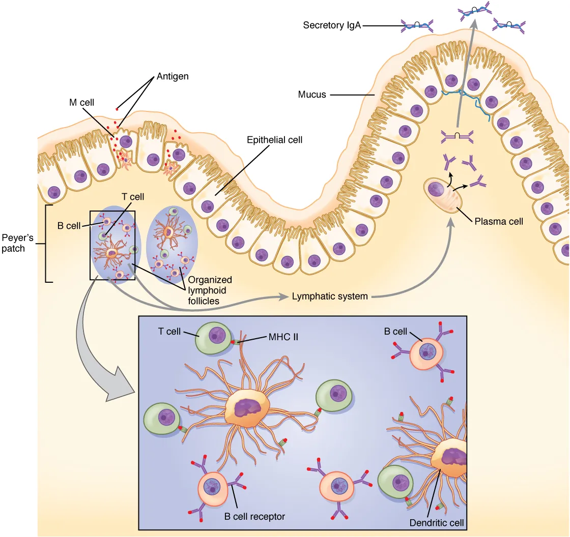 Secretory IgA transport across mucosal epithelium via poly-Ig receptor