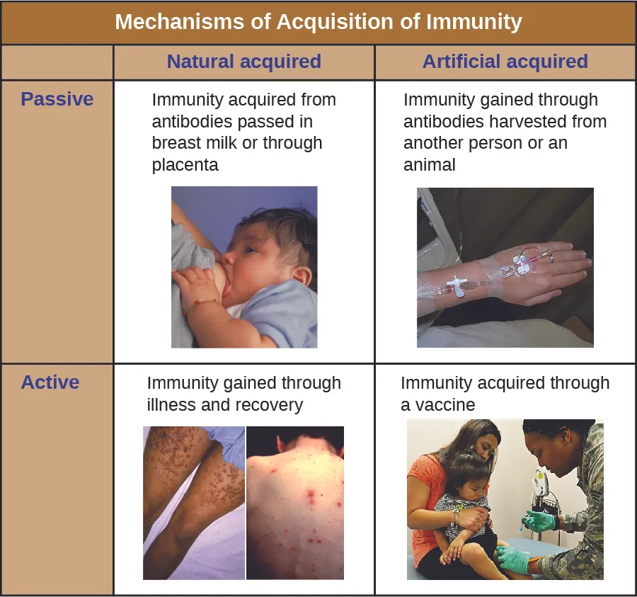 Classification of active and passive immunity types