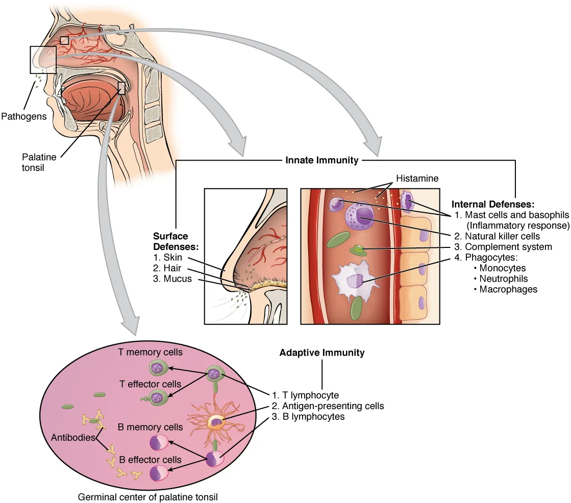 Diagram showing cooperation between innate and adaptive immune responses
