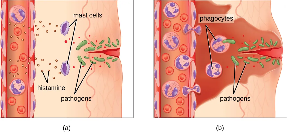Steps of leukocyte extravasation including rolling, activation, firm adhesion, and transmigration