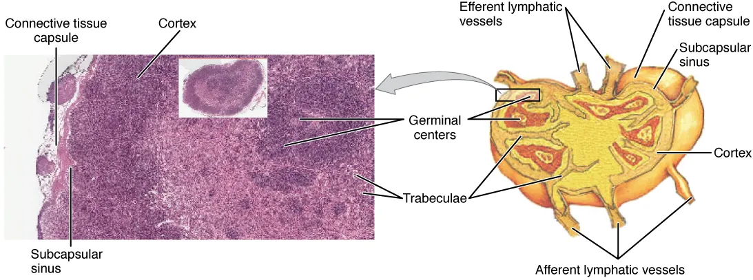 Lymph node structure showing cortex with B-cell follicles, paracortex with T cells, and medulla