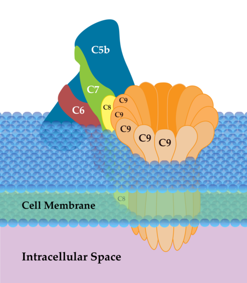 Membrane attack complex (MAC) C5b-C9 forming a pore in a cell membrane
