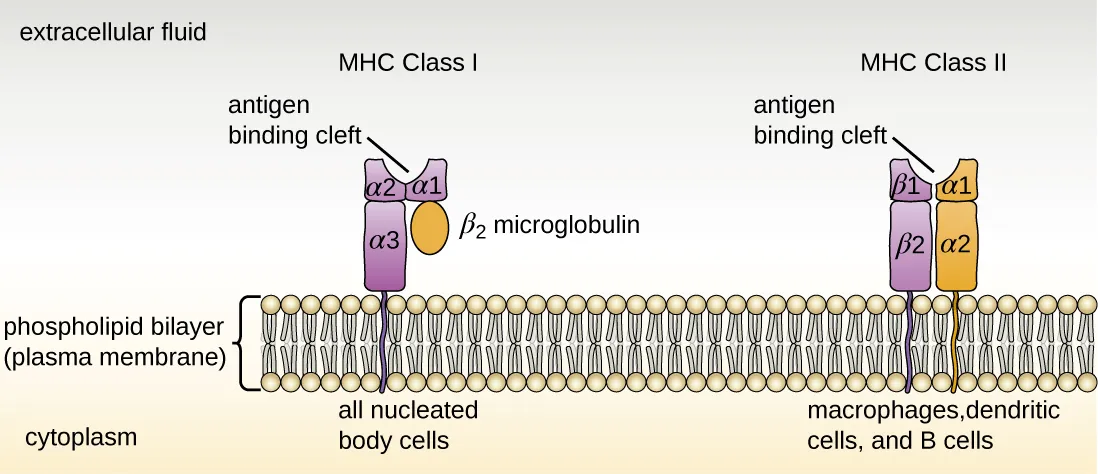 Structural comparison of MHC class I and MHC class II molecules