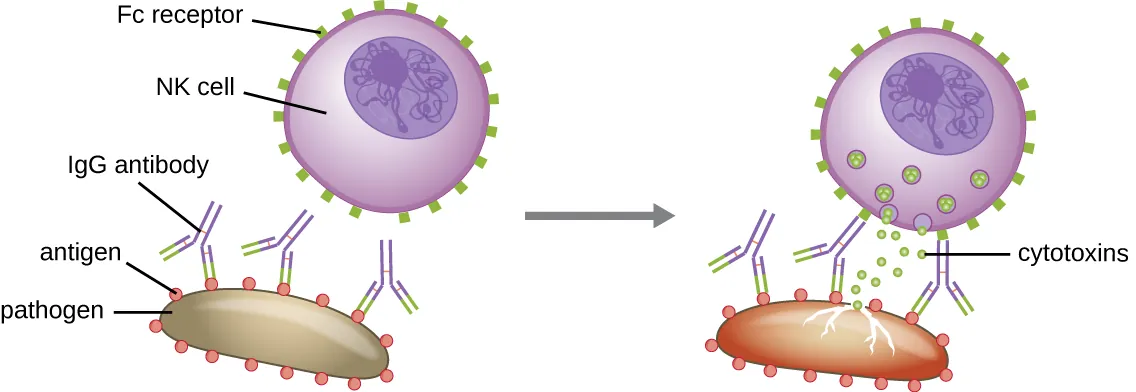 NK cell performing antibody-dependent cellular cytotoxicity (ADCC)