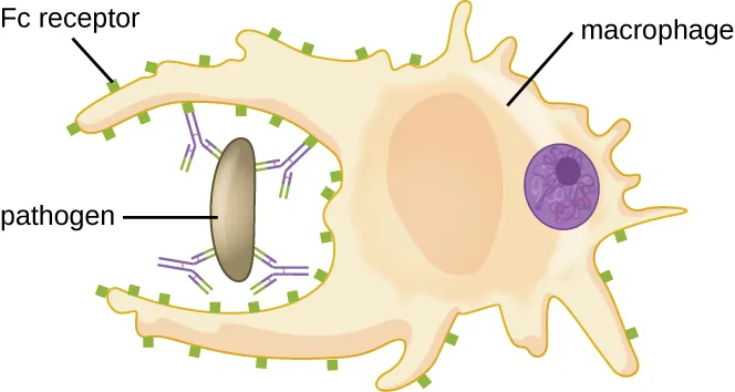 Opsonization process showing antibodies and complement coating a pathogen for phagocytosis