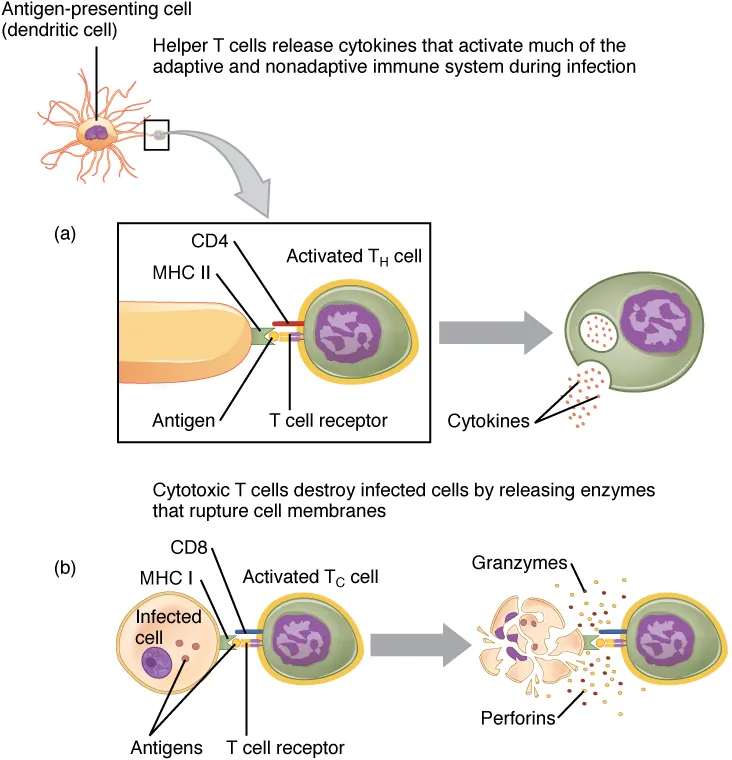 Pathogen recognition and antigen presentation by innate immune cells