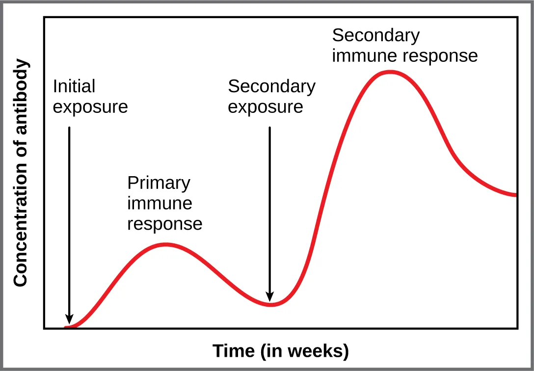 Graph comparing primary and secondary antibody responses over time