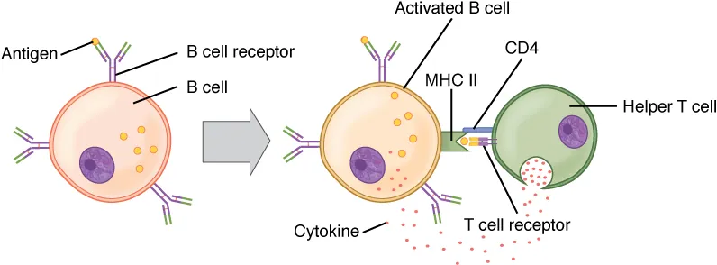 T cell providing help to B cell via CD40L-CD40 interaction in germinal center