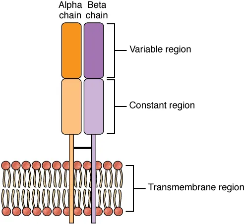 Structure of the alpha-beta T-cell receptor with CD3 signaling complex