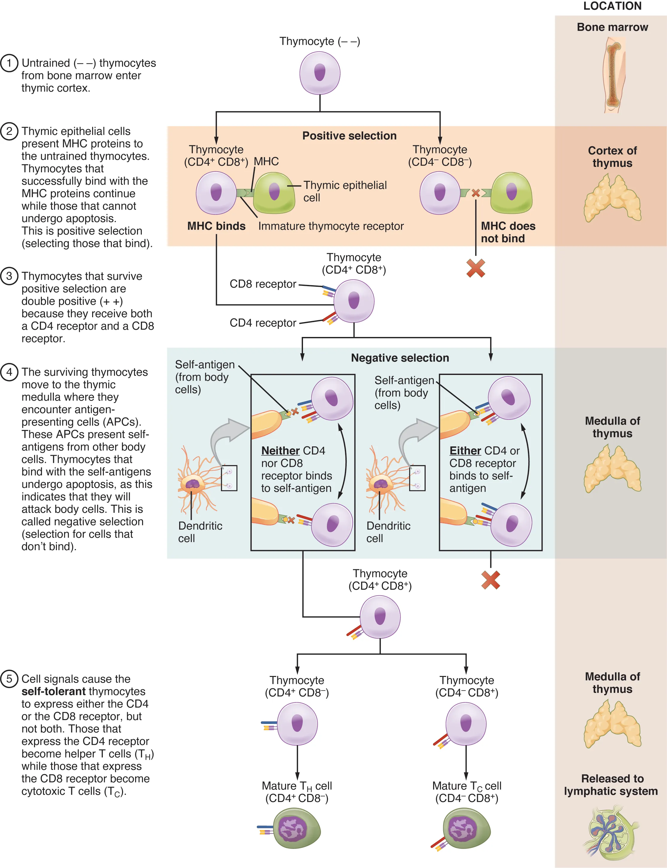T-cell development stages in the thymus from double-negative to single-positive