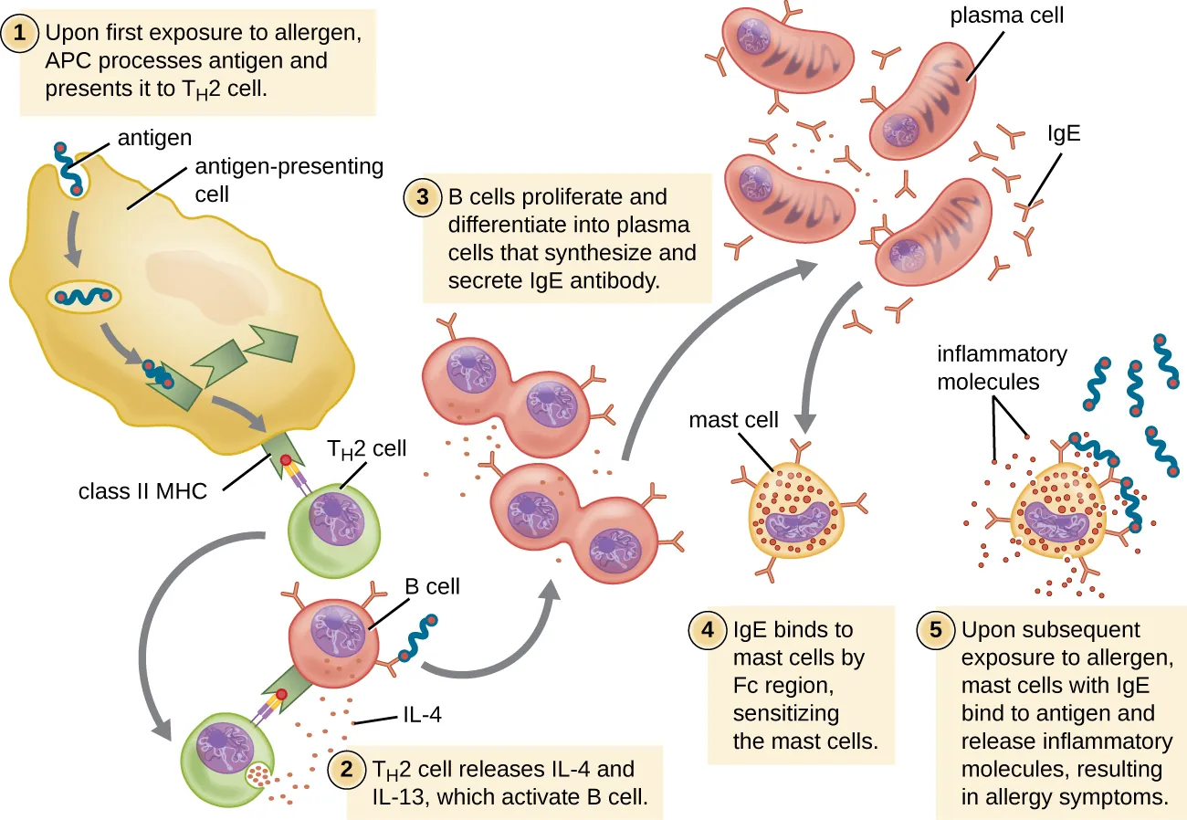 Type I hypersensitivity mechanism showing IgE cross-linking on mast cells causing degranulation