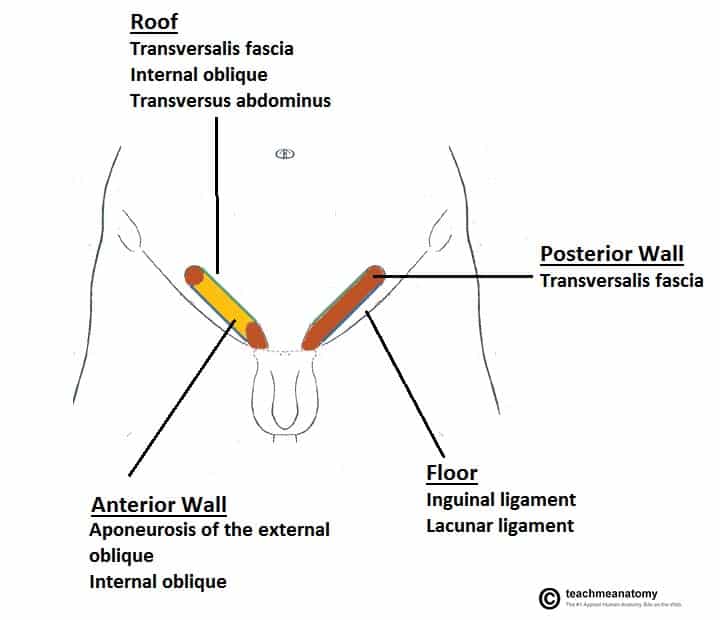 Diagram showing the borders and boundaries of the inguinal canal including the anterior wall, posterior wall, roof, and floor