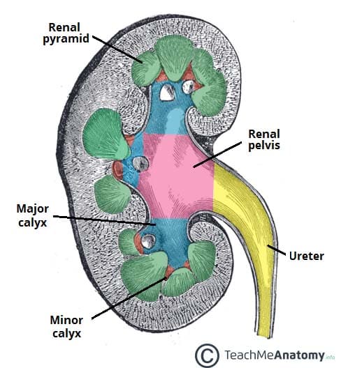 Cross-section of the kidney showing the cortex, medulla, renal pyramids, calyces, renal pelvis, and ureter