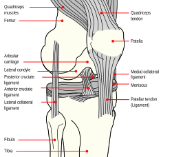 Anterior view of the knee showing the four major ligaments: ACL, PCL, MCL, and LCL, plus the medial and lateral menisci