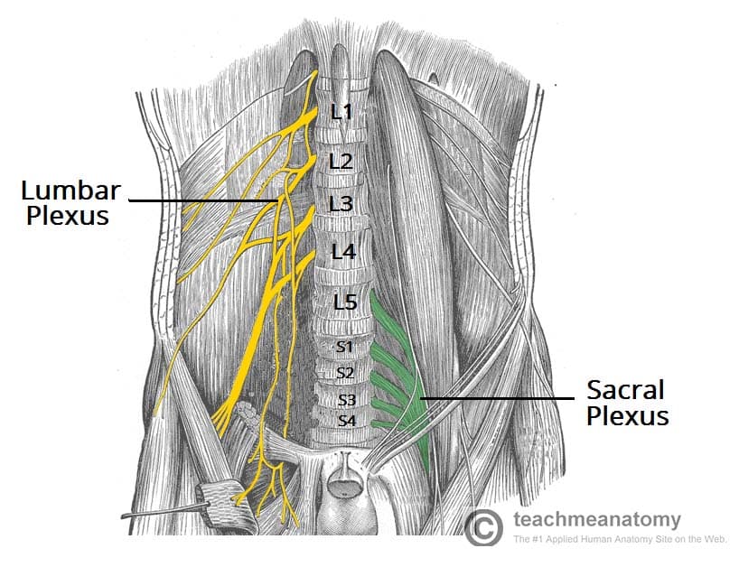 Diagram of the lumbar and sacral plexuses showing nerve roots L1-S3 and their major branches including femoral, obturator, and sciatic nerves