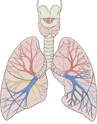 Anterior view of the lungs showing the right lung with three lobes and the left lung with two lobes, including the bronchial tree