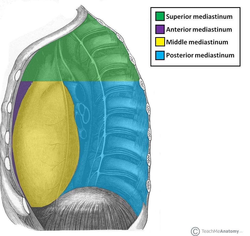 Sagittal diagram showing the four mediastinal compartments: superior, anterior, middle, and posterior mediastinum