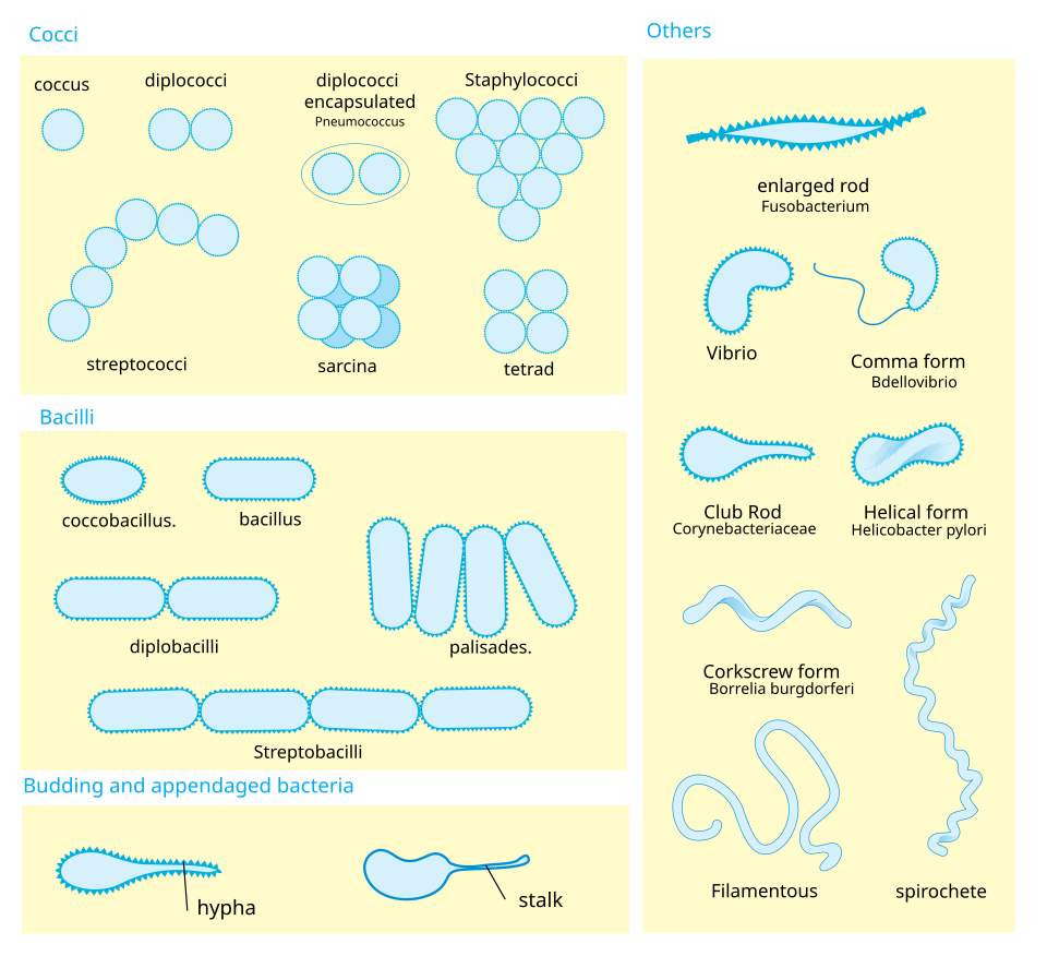 Overview of bacterial, viral, fungal, and parasitic pathogen morphologies