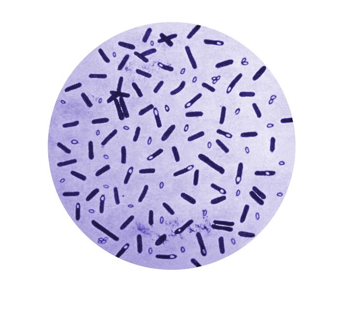 Microscopic image of Clostridium botulinum showing Gram-positive rods with terminal endospores