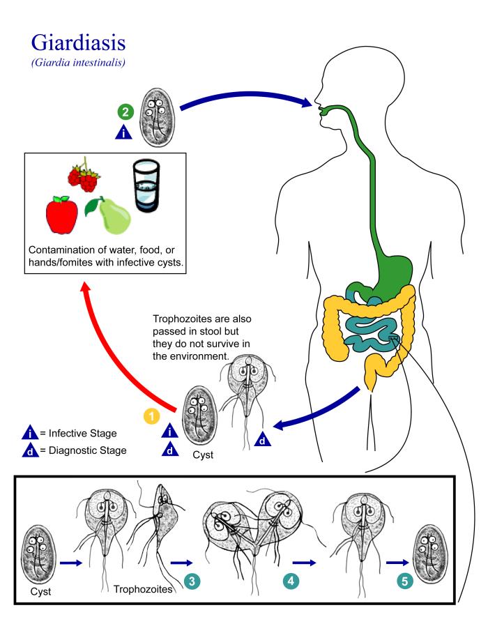 Giardia lamblia trophozoite showing characteristic pear shape and two nuclei