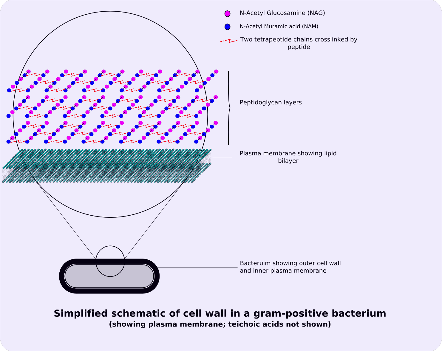 Diagram comparing Gram-positive and Gram-negative bacterial cell wall structure