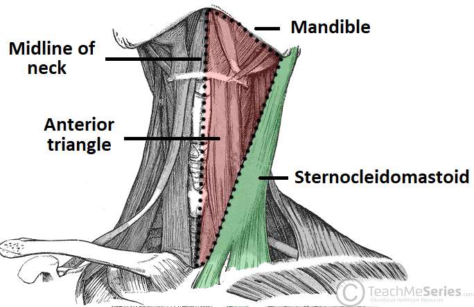 Diagram showing the anterior and posterior triangles of the neck divided by the sternocleidomastoid muscle
