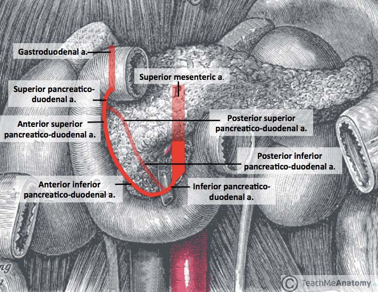 Diagram of the pancreaticoduodenal arcade showing the anastomosis between the celiac trunk and SMA territories via superior and inferior pancreaticoduodenal arteries